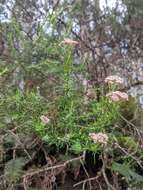 Cassinia aculeata (Labill.) R. Br. resmi