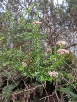 Plancia ëd Cassinia aculeata (Labill.) R. Br.