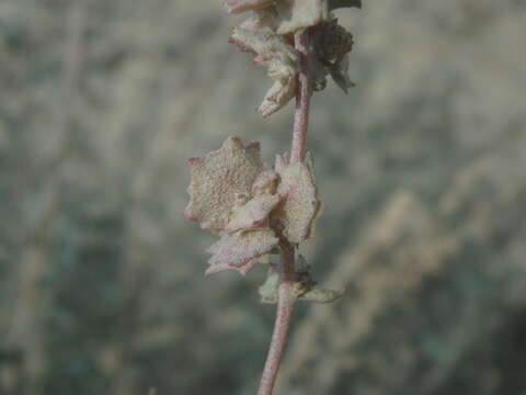 Image of saltbush