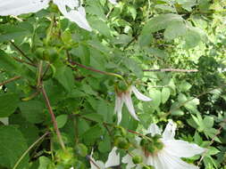 Image of Dahlia campanulata Saar, P. D. Sørensen & Hjert.