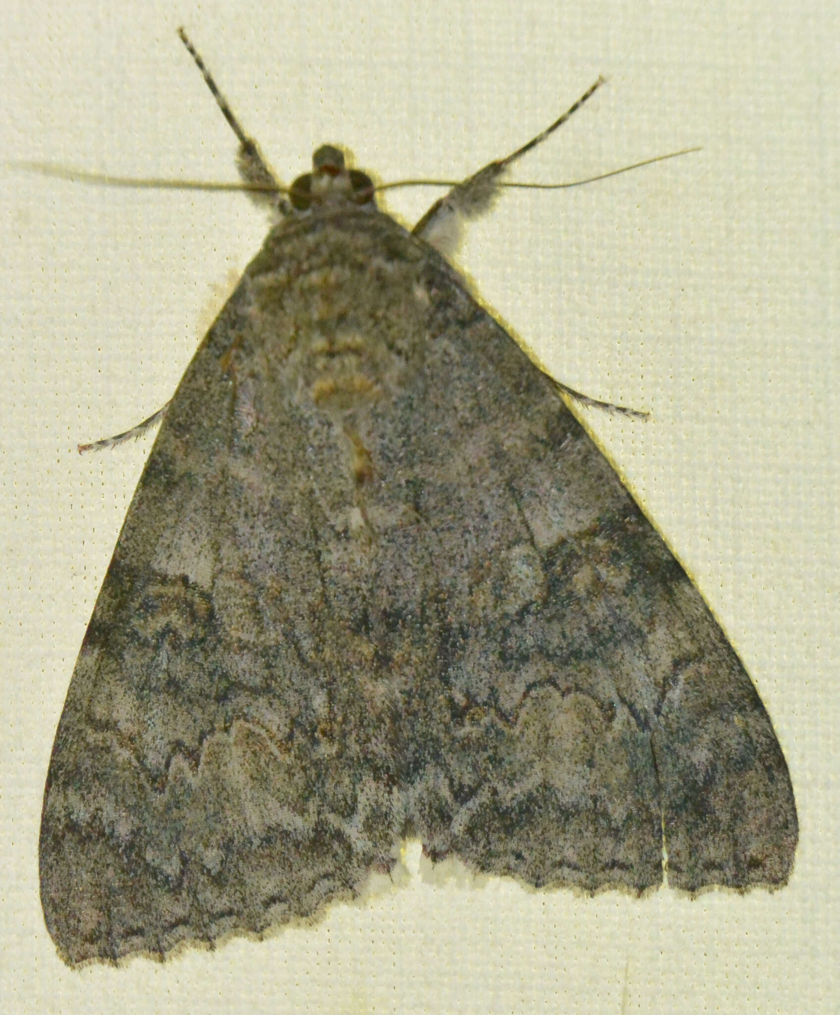 Image of red underwing