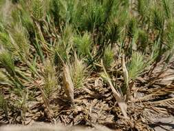 Plancia ëd Hordeum marinum subsp. gussoneanum (Parl.) Thell.