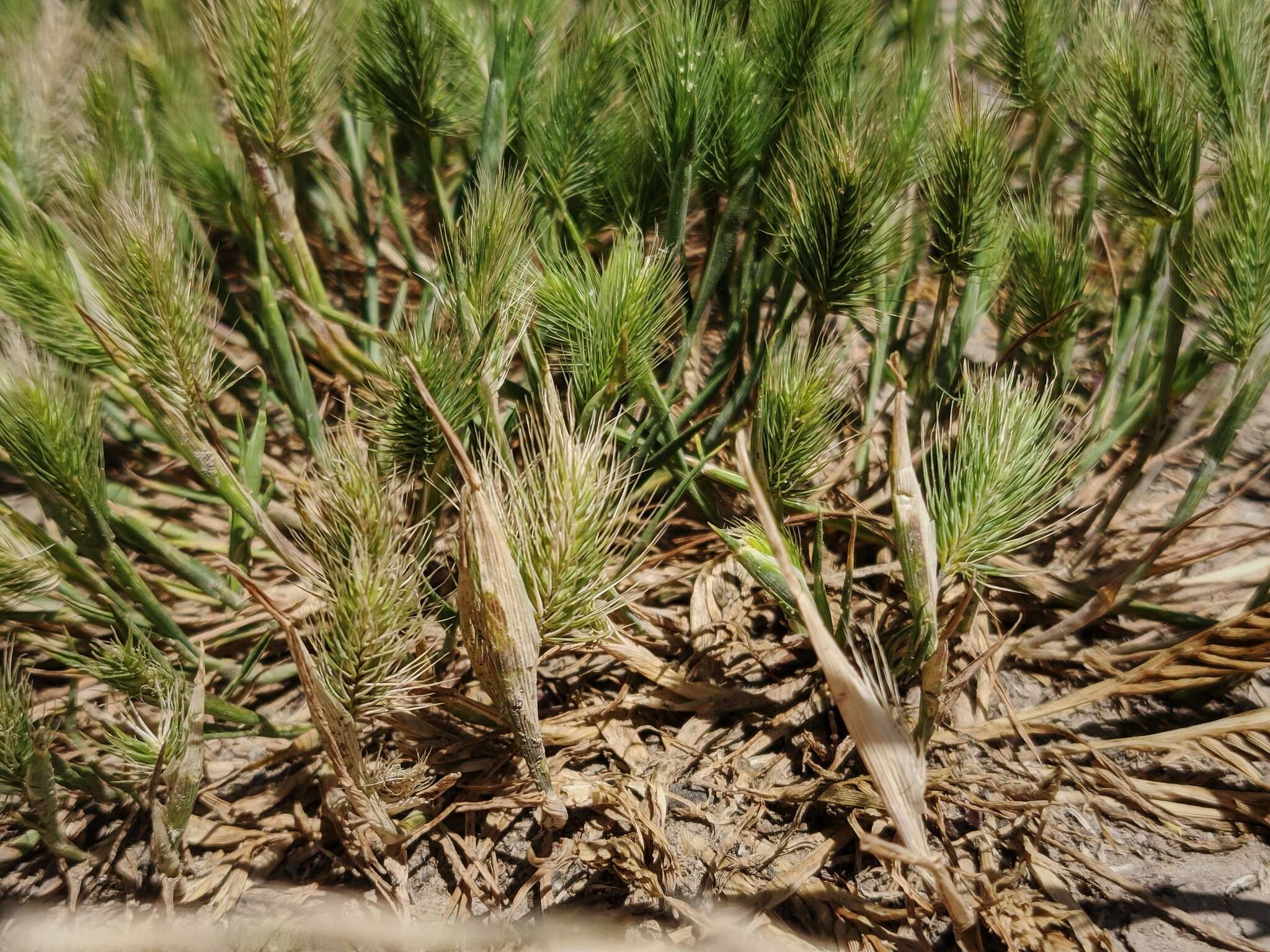 Plancia ëd Hordeum marinum subsp. gussoneanum (Parl.) Thell.