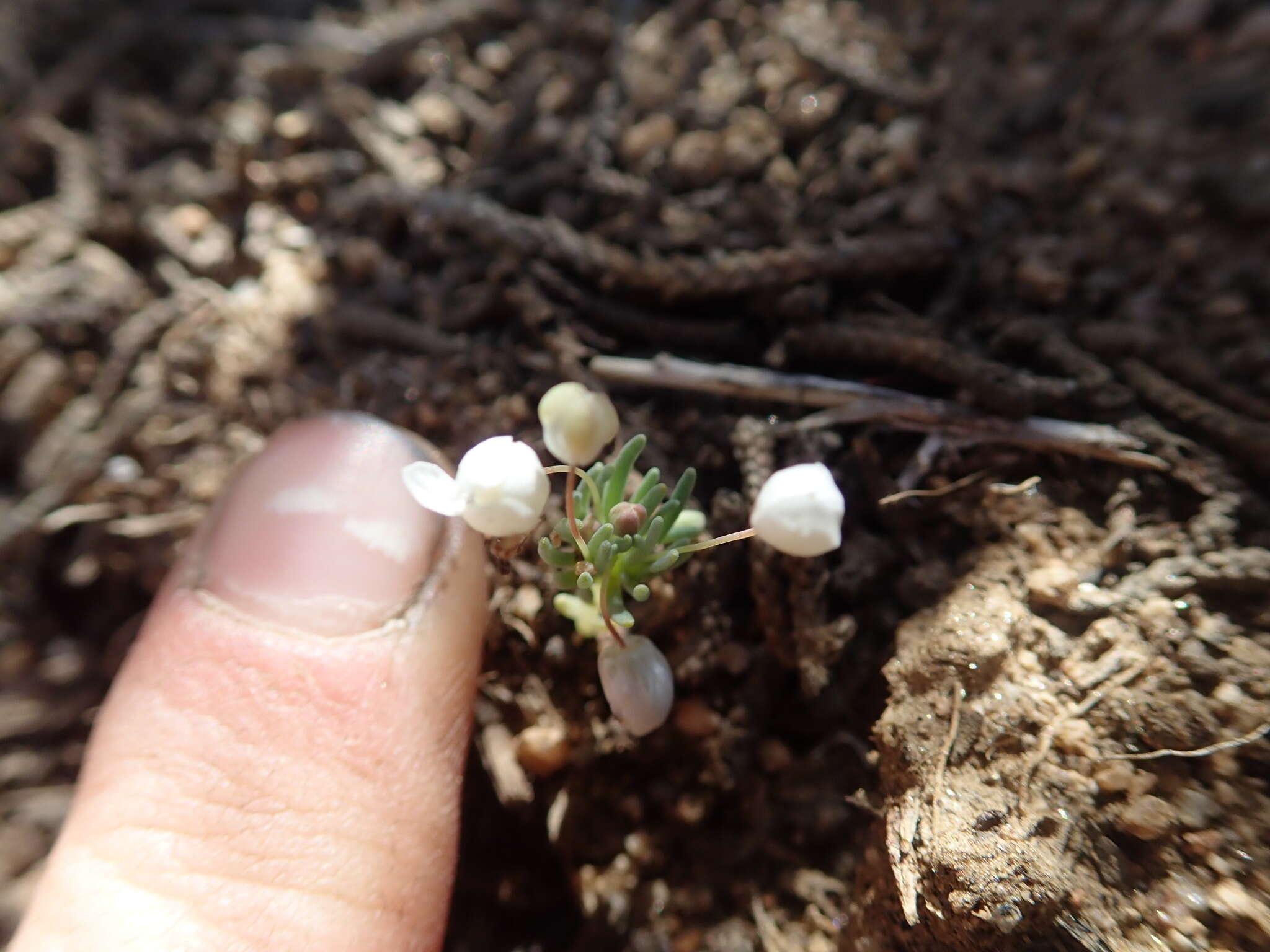 Image of White pygmy-poppy