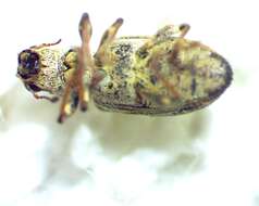 Image of Pea Leaf Weevil