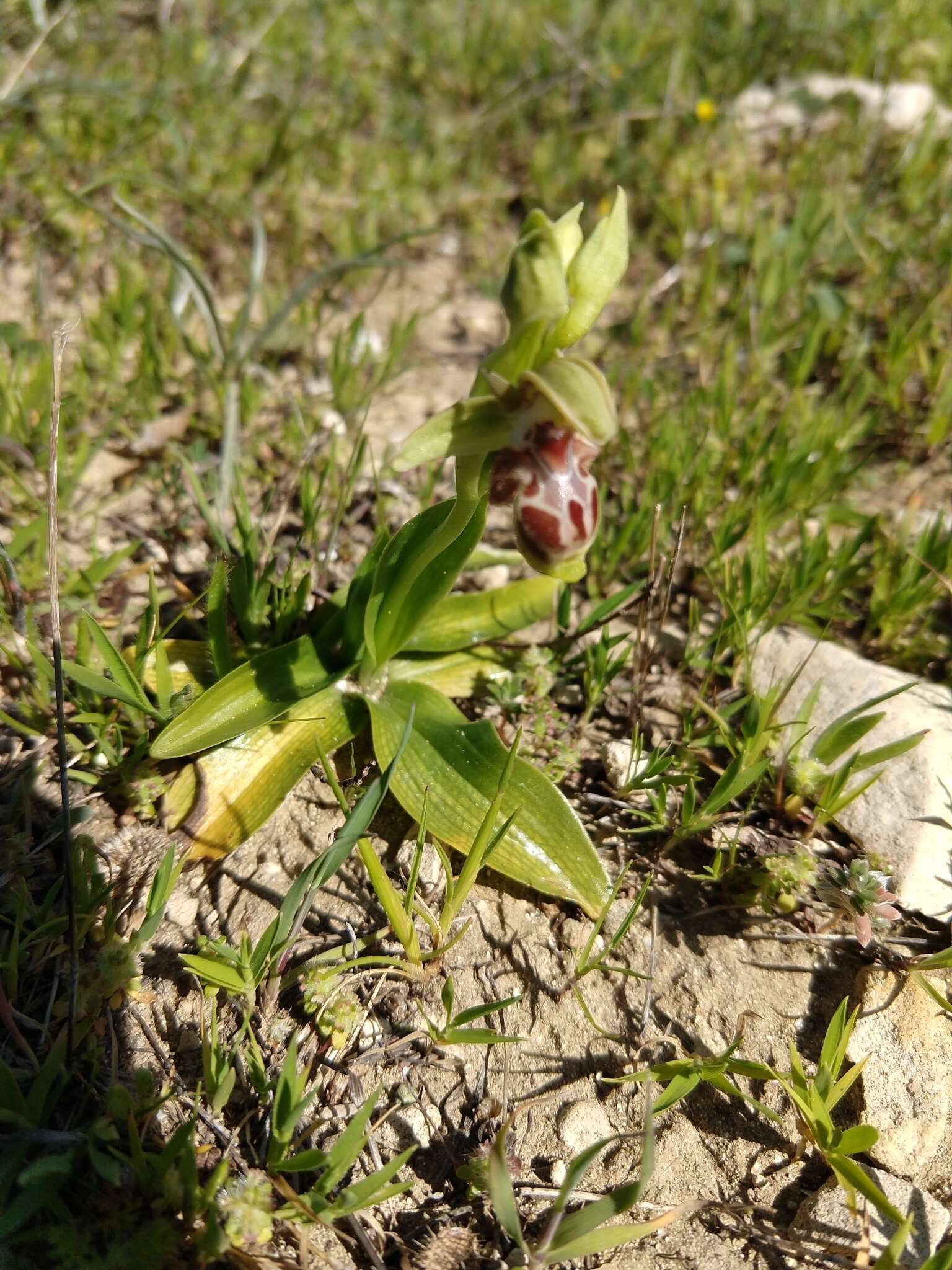 Image of Ophrys umbilicata subsp. flavomarginata (Renz) Faurh.