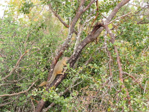 Image of Smith's Bush Squirrel