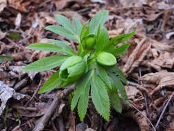 Image of Green Hellebore