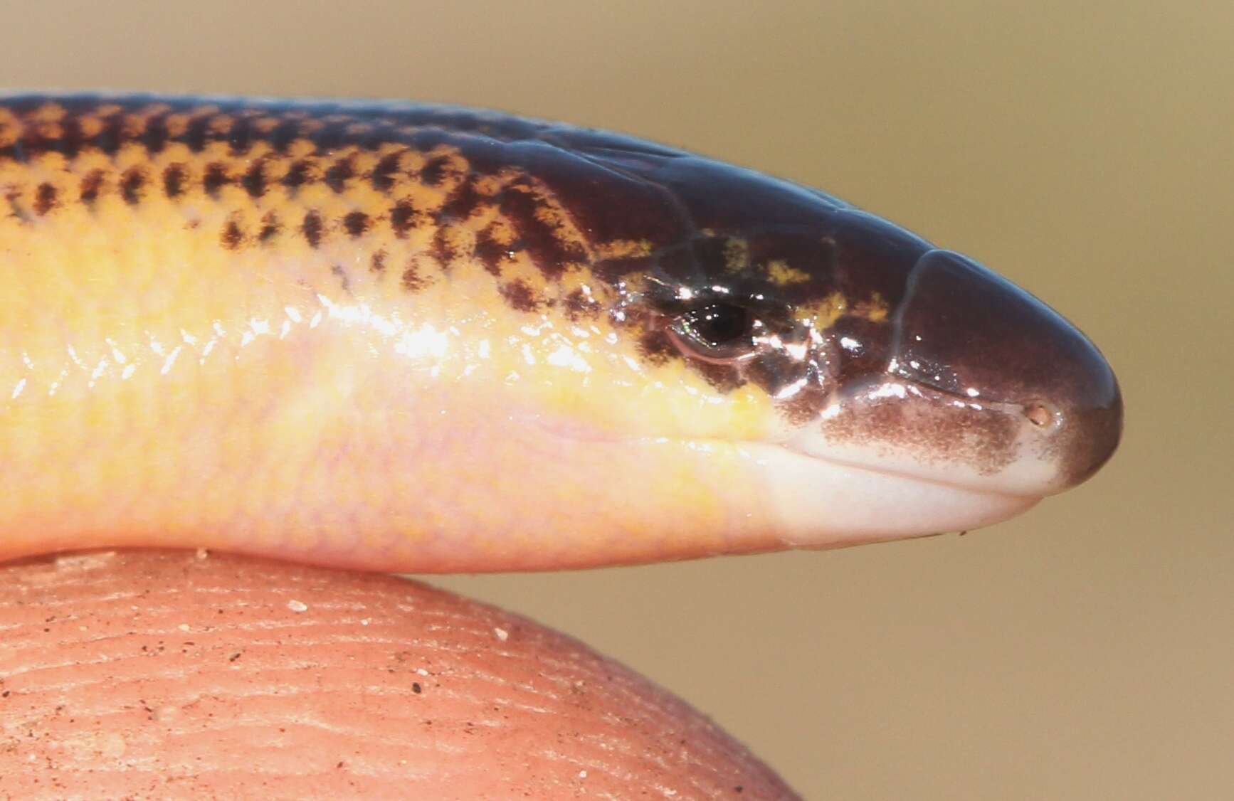 Image of Linnaeus' Lance Skink