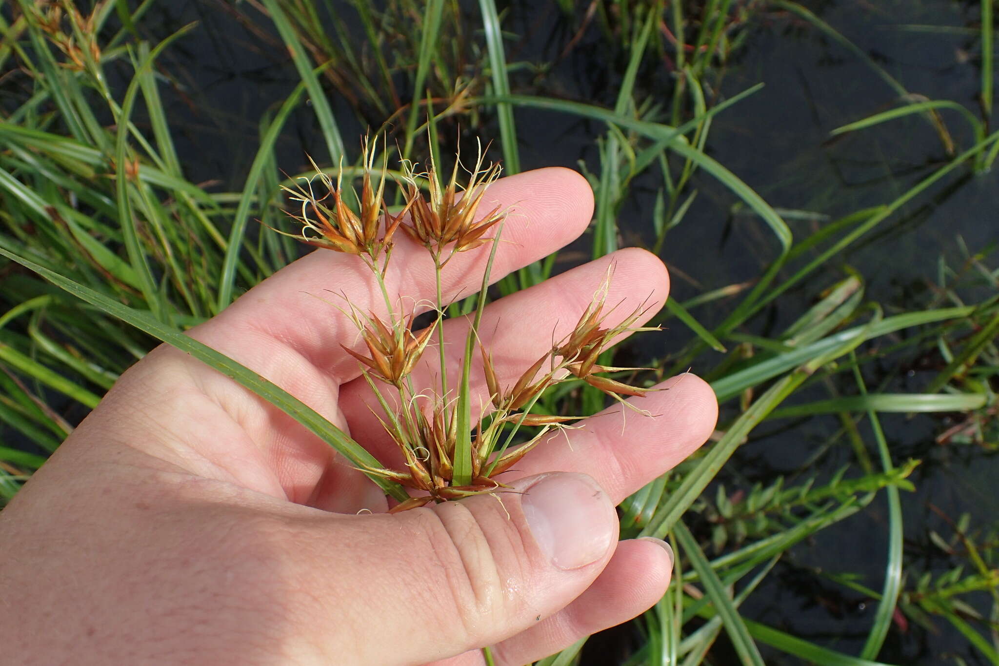 Image of Short-Bristle Horned Beak Sedge