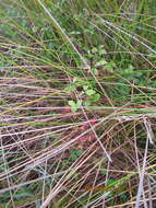 Rubus cochinchinensis Tratt. resmi