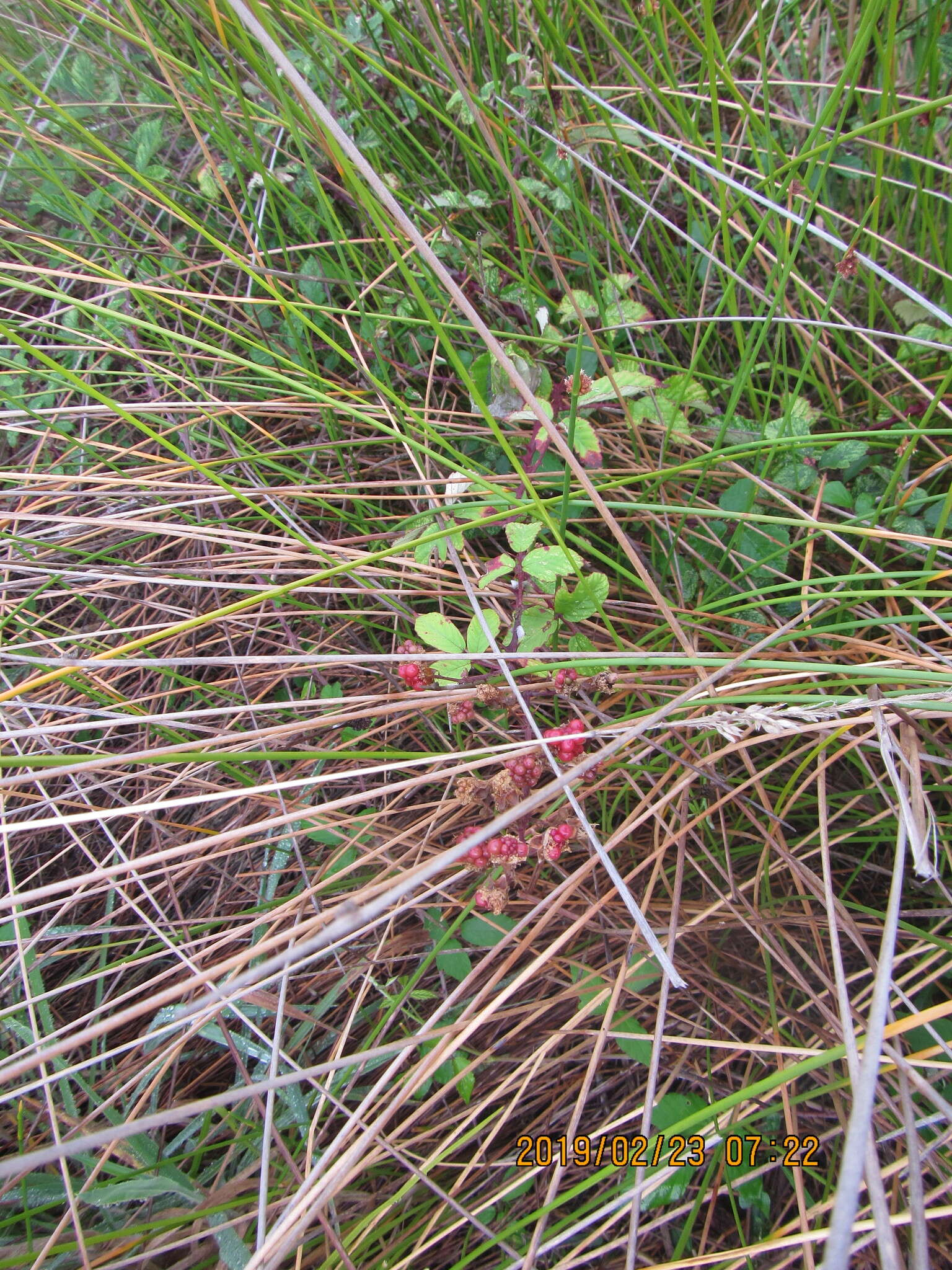 Слика од Rubus cochinchinensis Tratt.