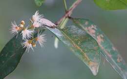 Nacaduba calauria (C. Felder 1860)的圖片