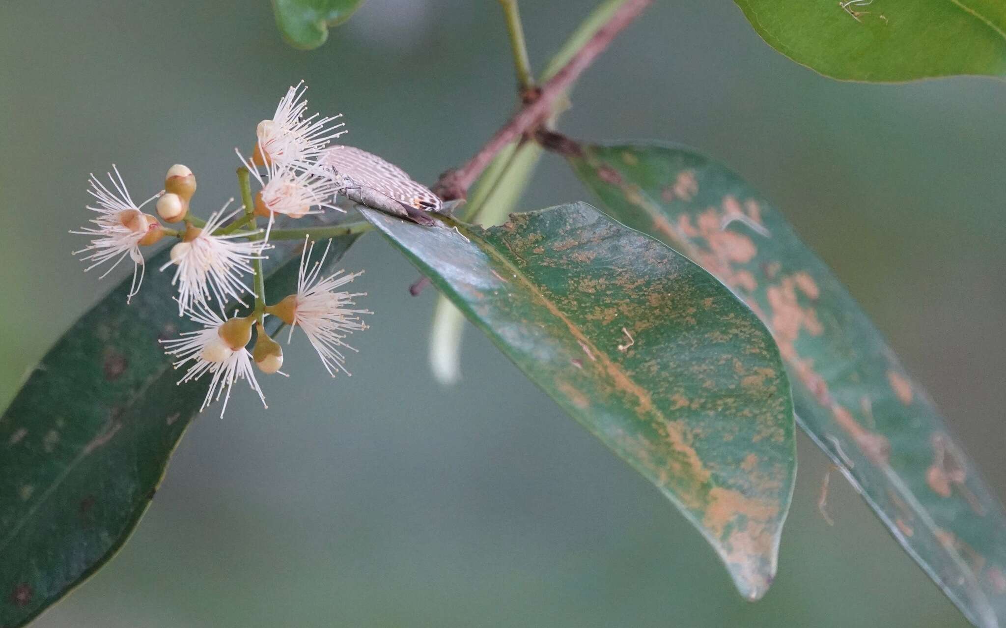 Nacaduba calauria (C. Felder 1860)的圖片