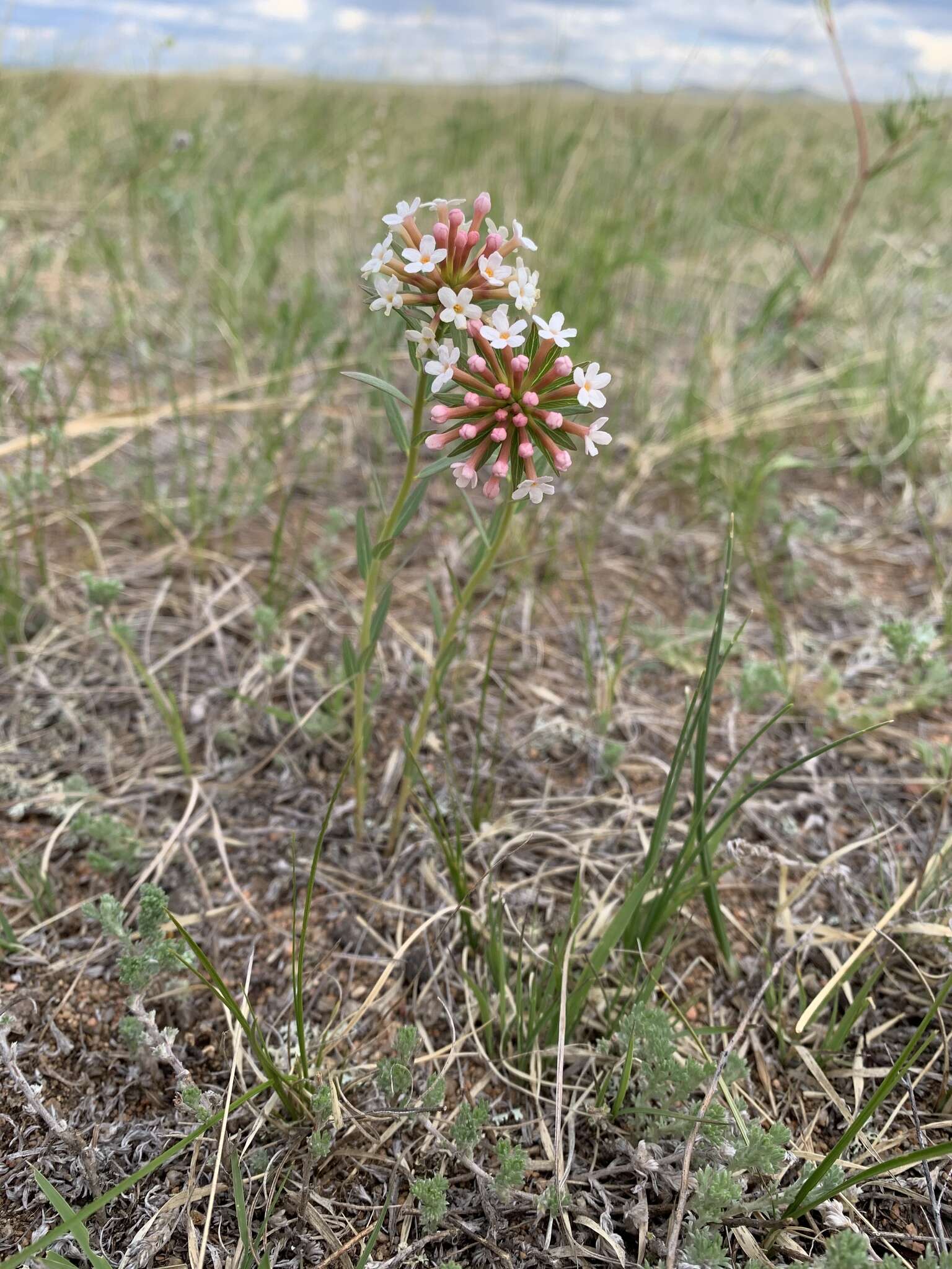 Image of Stellera chamaejasme L.