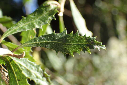 Imagem de Hoheria angustifolia Raoul