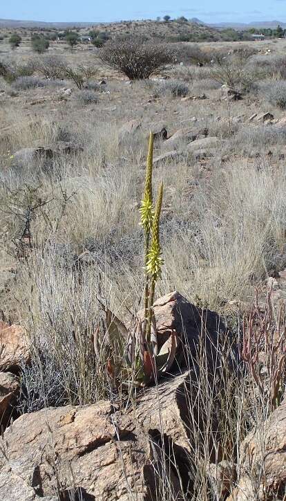 Image of Aloe gariepensis Pillans