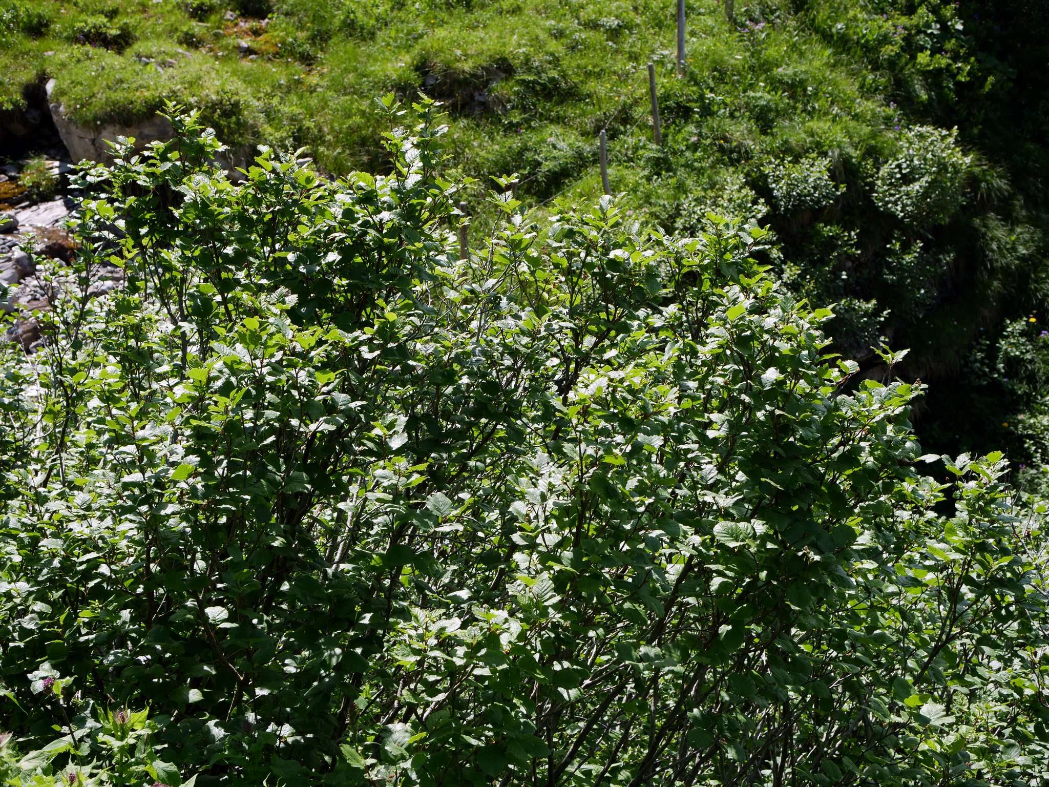 Image of Green Alder