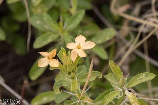 صورة Barleria eranthemoides R. Br. ex C. B. Cl.