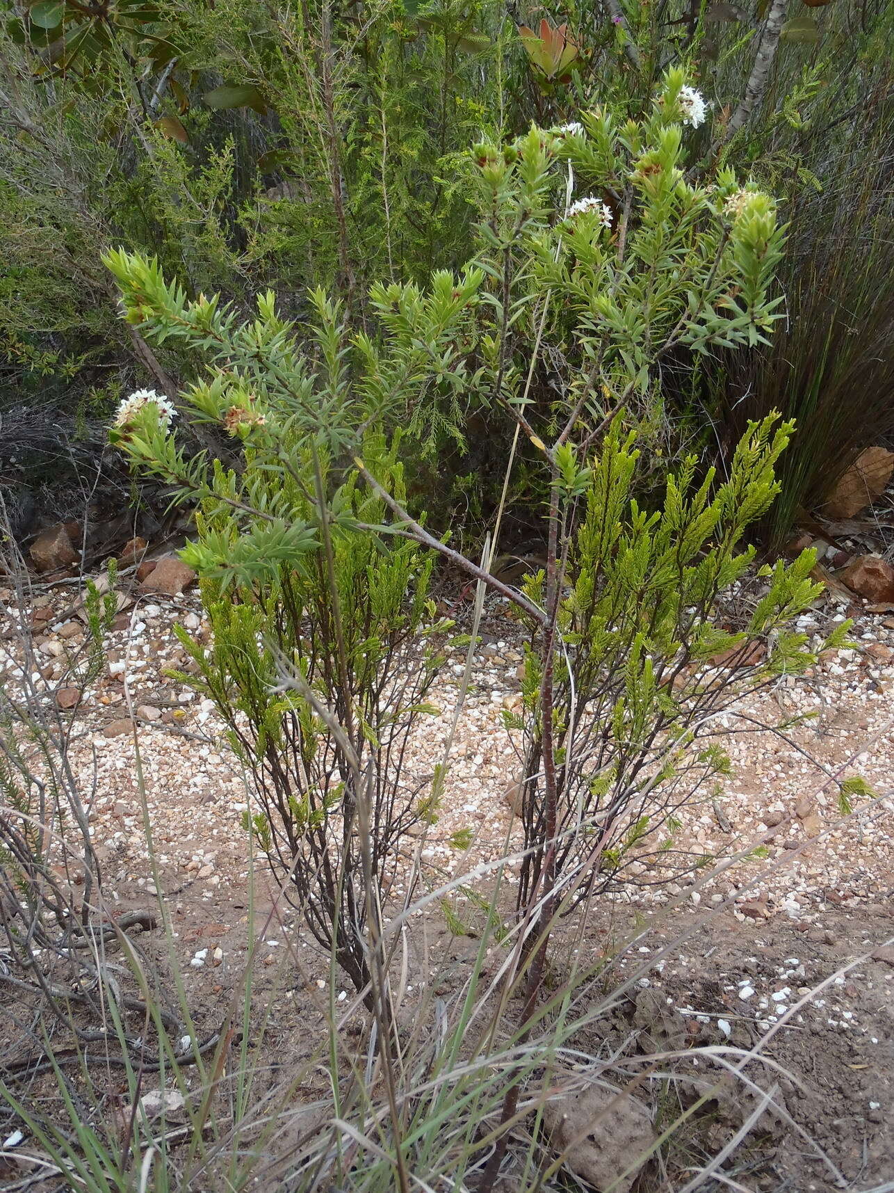 Image of Agathosma puberula (Steud.) Fourc.