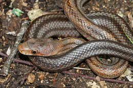 Image of Baird's Rat Snake