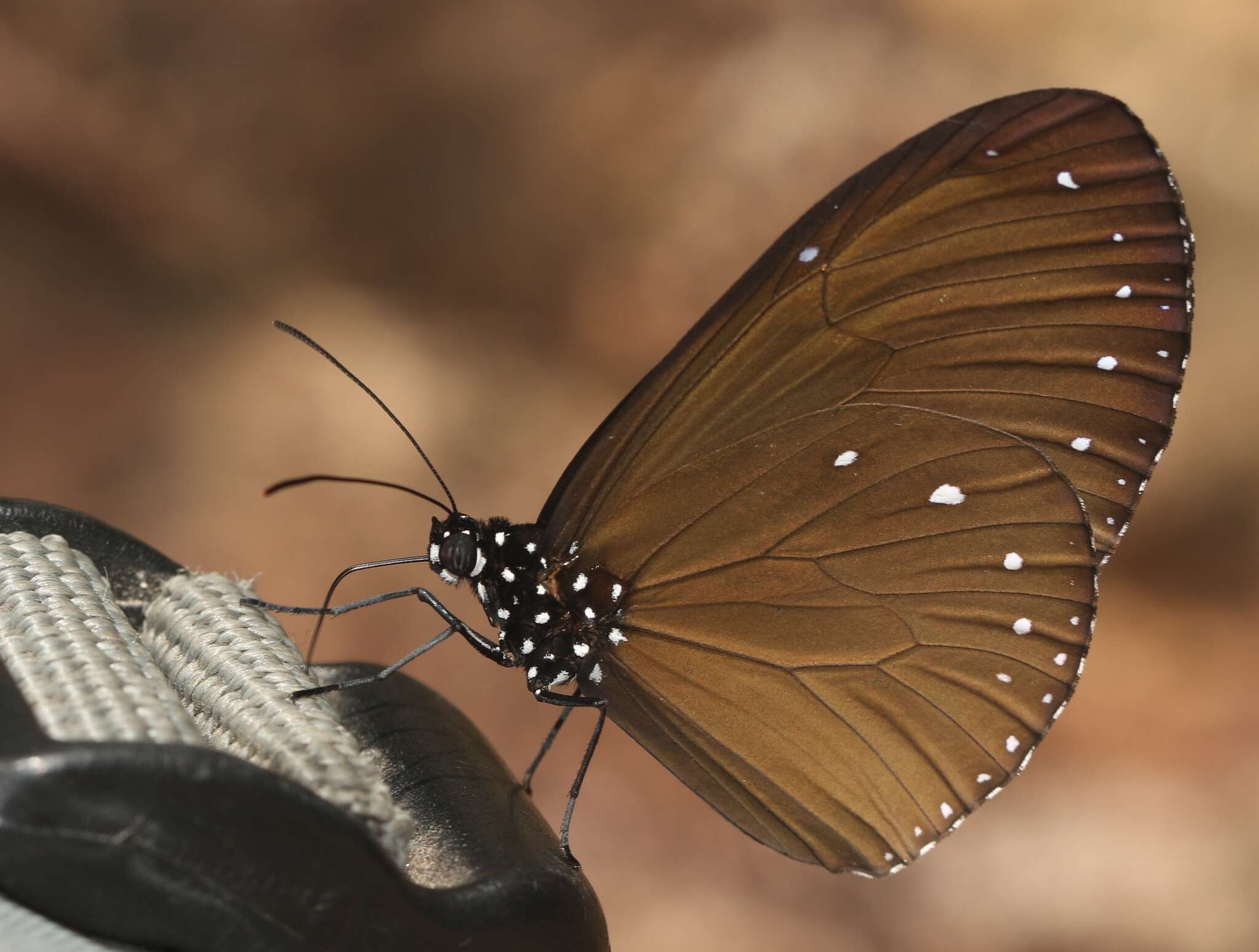 Image of Euploea tulliolus ledereri Felder 1860