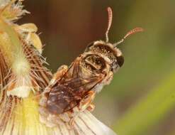 Lasioglossum platychilum Walker 1999 resmi