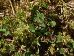 Image de Trifolium glomeratum L.