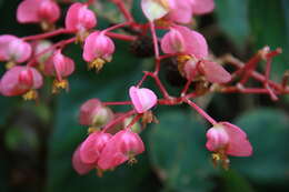 Image of Begonia fissistyla Irmsch.