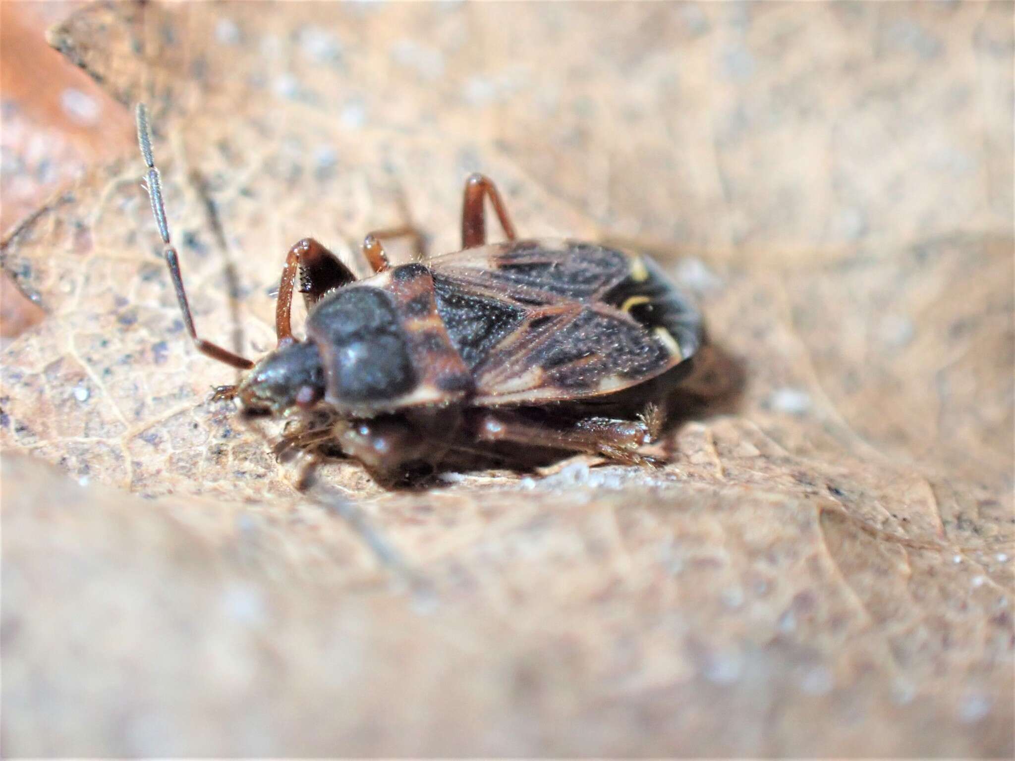 Image of Eremocoris podagricus Fabricius & J. C. 1775