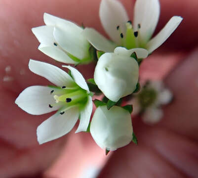 Image of Gentianella chathamica (Cheeseman) T. N. Ho & S. W. Liu