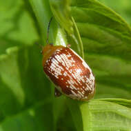 Image of Sumac Flea Beetle