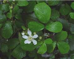 Image of Rubus dentatifolius (Briggs) W. C. R. Watson