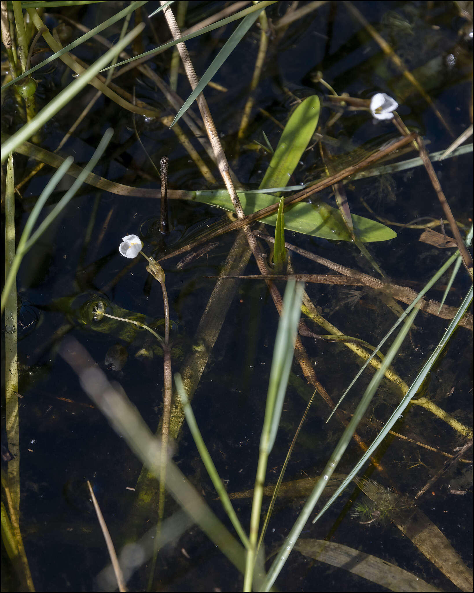 Imagem de Sagittaria subulata (L.) Buchenau