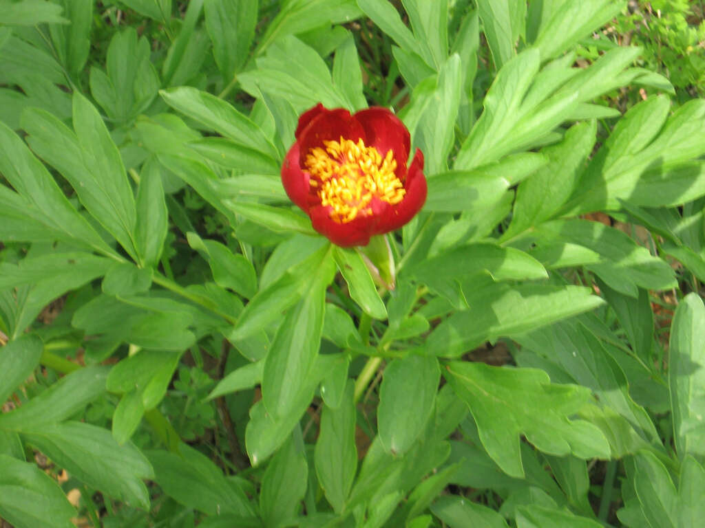 Image of Paeonia peregrina Miller