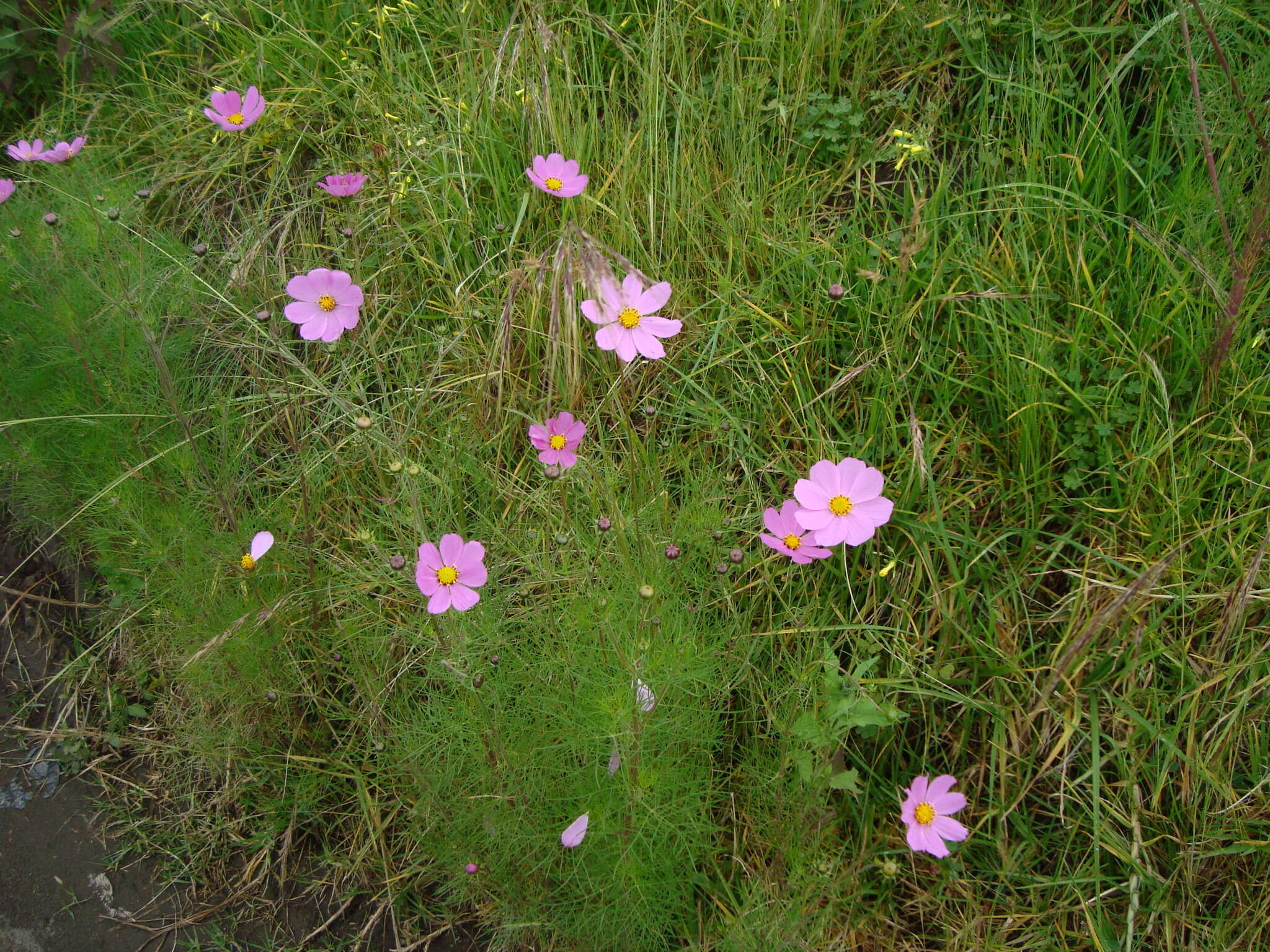 Image of garden cosmos