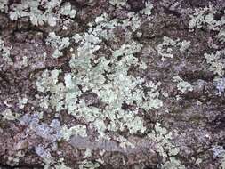 Image of Common greenshield lichen