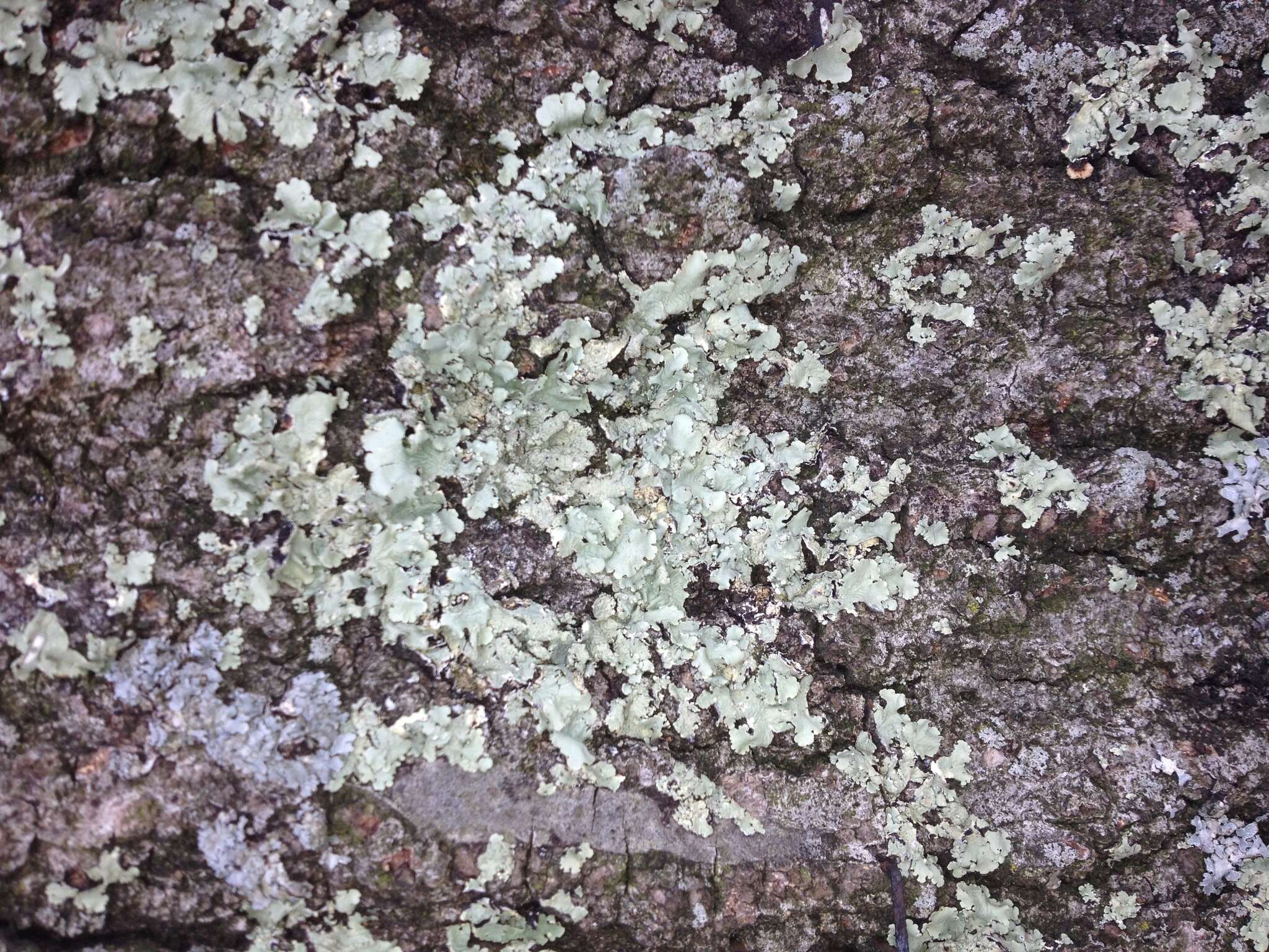 Image of Common greenshield lichen