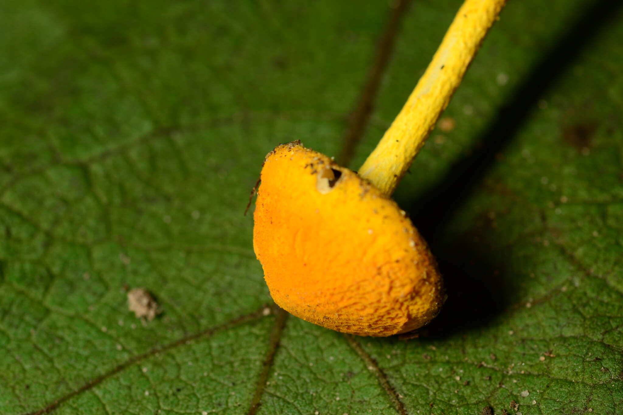 Image of Cyptotrama chrysopepla (Berk. & M. A. Curtis) Singer 1973