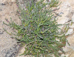 Image of Teucrium intricatum Lange