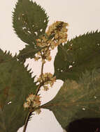 Image of Broad-leaved goldenrod