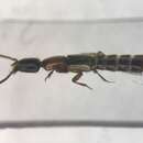 Image of Phacophallus pallidipennis (Motschulsky 1858)