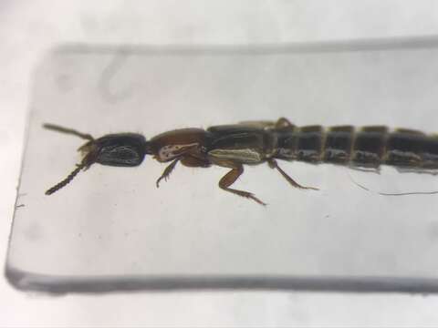 Image of Phacophallus pallidipennis (Motschulsky 1858)