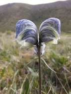 Imagem de Aconitum biflorum Fisch. ex DC.