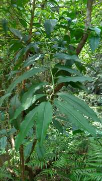 Image of Ardisia plant