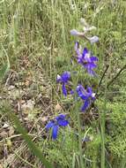 Image of twolobe larkspur