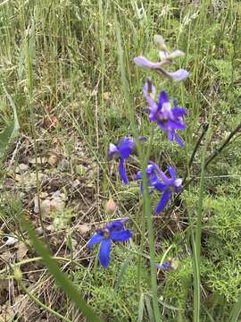 Image of twolobe larkspur