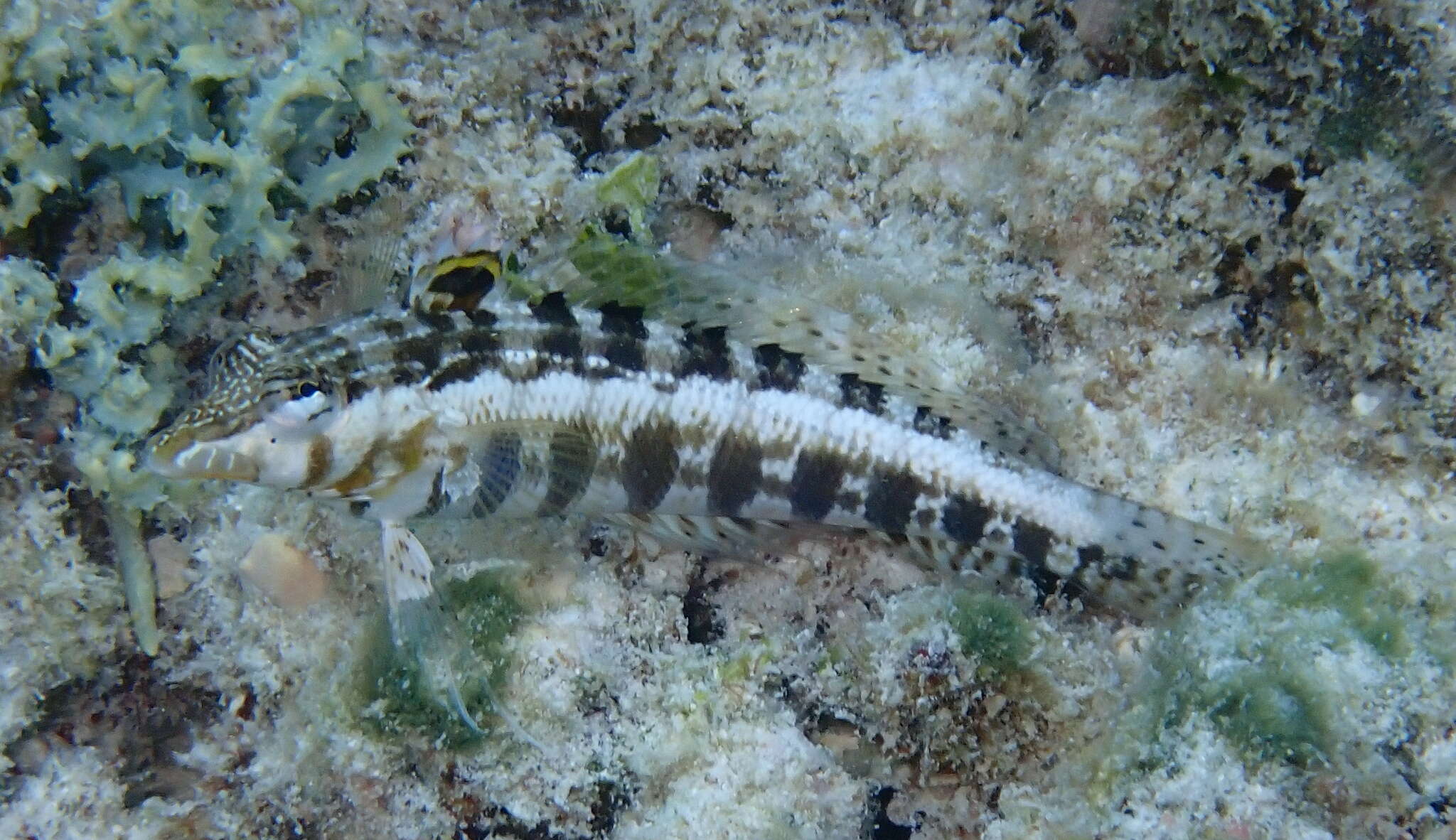 Image of Southern sharpnose sandperch