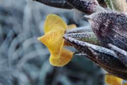 Imagem de Tillandsia humilis C. Presl