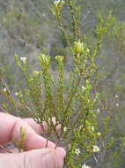 Image of Diosma prama I. Williams